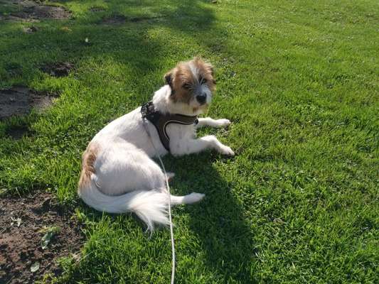 Unsere Fellnasen im Regenbogenland-Beitrag-Bild