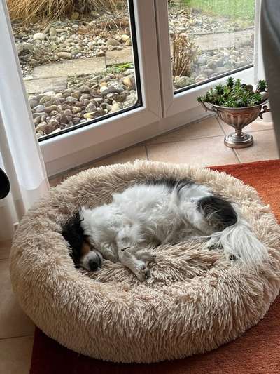 Gutes Trockenfutter mit hohem Fleischanteil-Beitrag-Bild