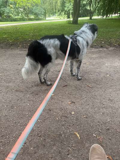 Hundetreffen-On-Leash-Adventures-Bild