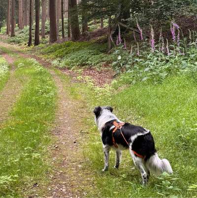 Hundetreffen-Hundekumpeline für Ekko-Bild