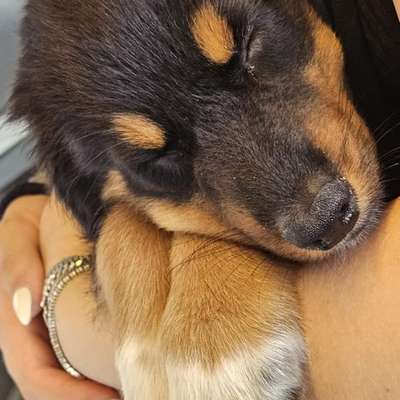 Hundetreffen-Welpentreffen-Bild