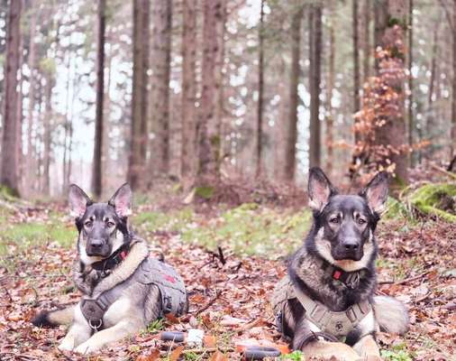 Wo sind die Osteuropäischen Schäferhunde-Beitrag-Bild