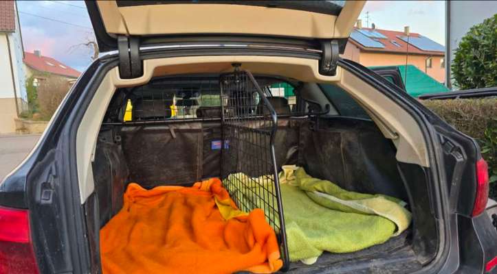 Welches Auto mit welchem Hund-Beitrag-Bild