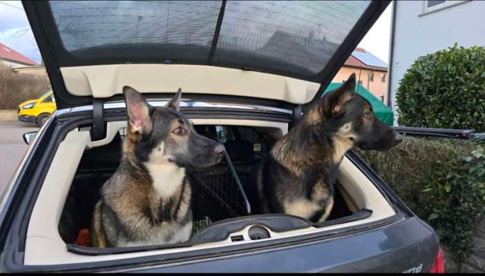 Welches Auto mit welchem Hund-Beitrag-Bild