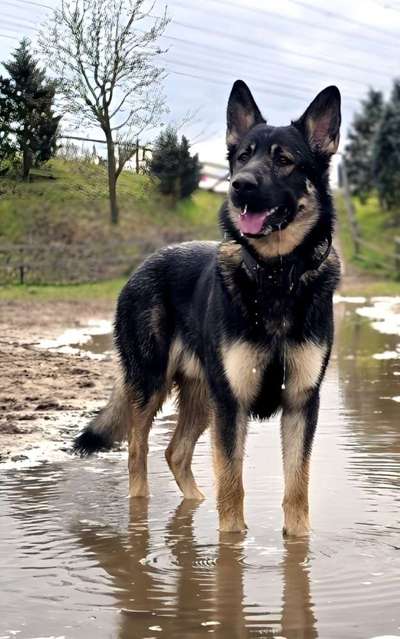 Welches Halsband trägt dein Hund und warum dieses?-Beitrag-Bild