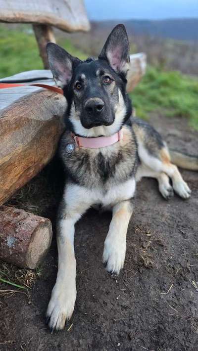 Welches Halsband trägt dein Hund und warum dieses?-Beitrag-Bild