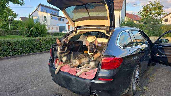 Welches Auto mit welchem Hund-Beitrag-Bild