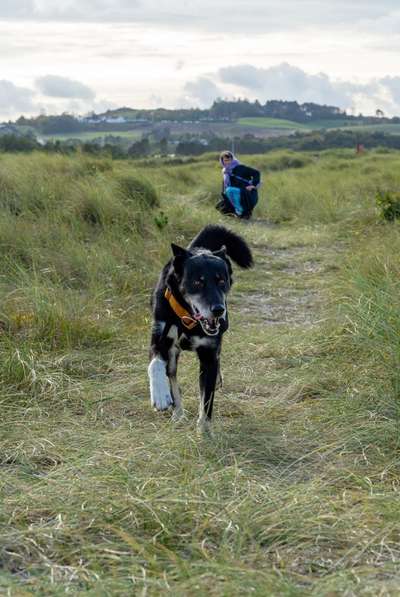 Schlittenhunde-Beitrag-Bild