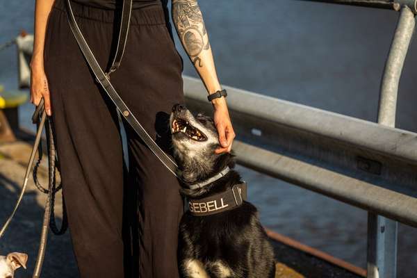 Schlittenhunde-Beitrag-Bild