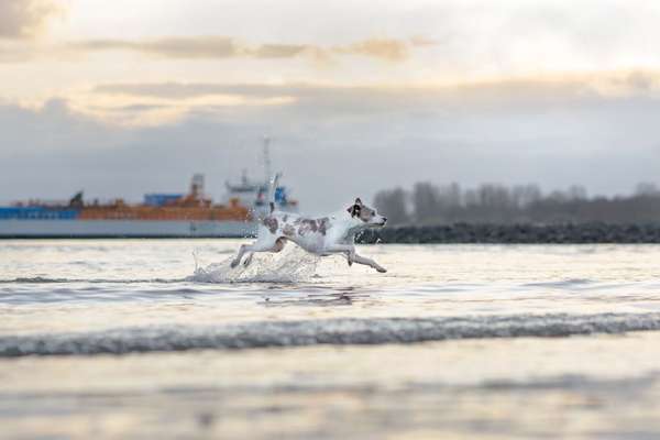 Dansky (Dansk-Svensk Gårdshund)-Beitrag-Bild