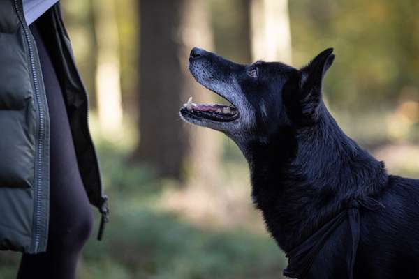 Schlittenhunde-Beitrag-Bild