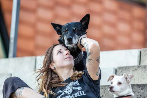 Schlittenhunde-Beitrag-Bild