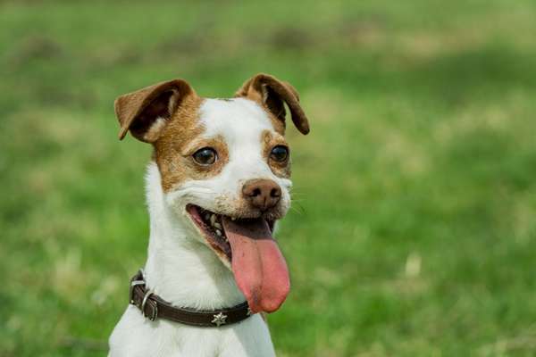 Dansky (Dansk-Svensk Gårdshund)-Beitrag-Bild