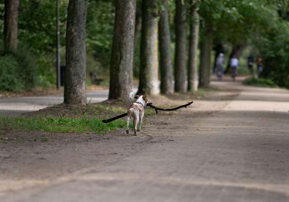 Dansky (Dansk-Svensk Gårdshund)-Beitrag-Bild