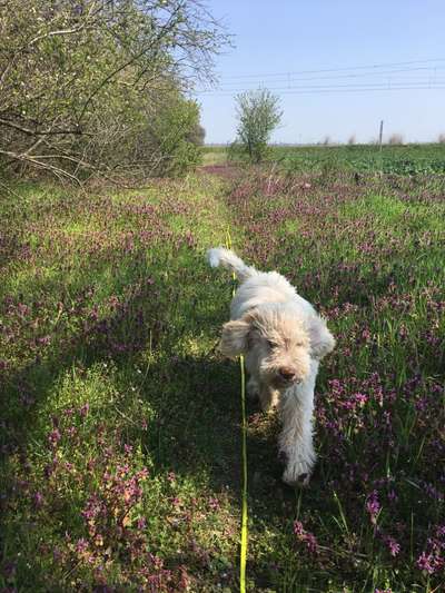 Hundetreffen-Spielen, spazieren-Bild