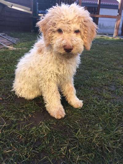 Lagotto Romagnolo Besitzer-Beitrag-Bild