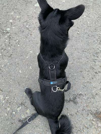 Wie sitzt mein Geschirr?-Beitrag-Bild