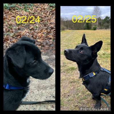 Ohrstellung bei Zahnwechsel-Beitrag-Bild