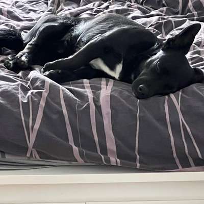 TierschutzhundeStammtisch🐕-Beitrag-Bild