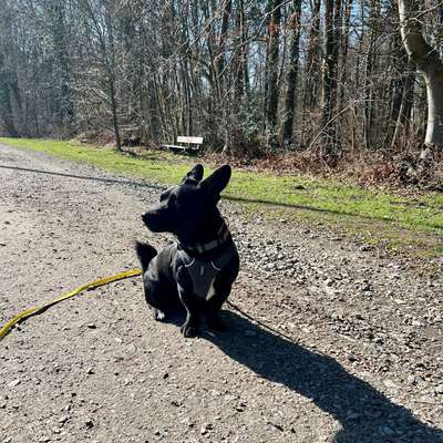 TierschutzhundeStammtisch🐕-Beitrag-Bild
