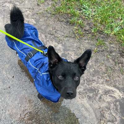 TierschutzhundeStammtisch🐕-Beitrag-Bild
