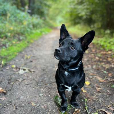 Was hat euch heute mit eurem Hund gefreut?-Beitrag-Bild