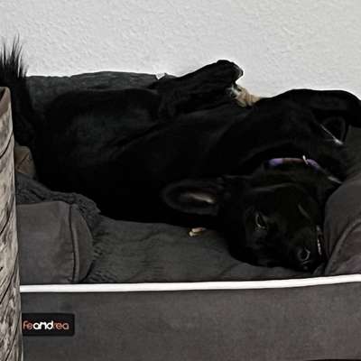 Orthopädische Hundebetten-Beitrag-Bild