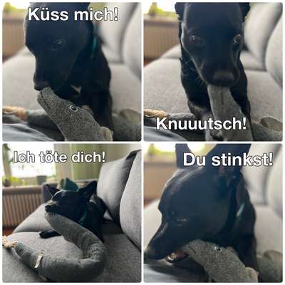 TierschutzhundeStammtisch🐕-Beitrag-Bild
