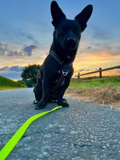 Nicht ganz alltägliche Hundenamen.
Wie kreativ wart ihr?-Beitrag-Bild