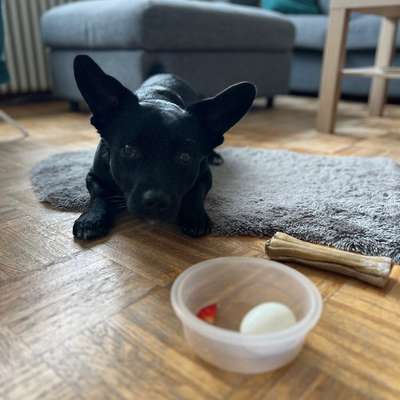 TierschutzhundeStammtisch🐕-Beitrag-Bild