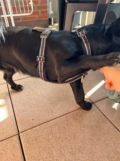 Wie sitzt mein Geschirr?-Beitrag-Bild