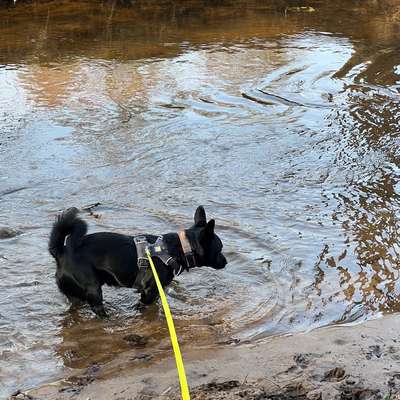 TierschutzhundeStammtisch🐕-Beitrag-Bild
