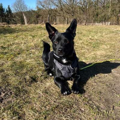 TierschutzhundeStammtisch🐕-Beitrag-Bild