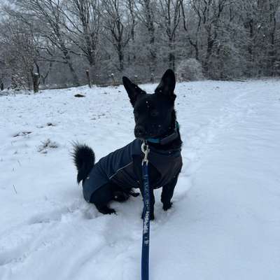 TierschutzhundeStammtisch🐕-Beitrag-Bild