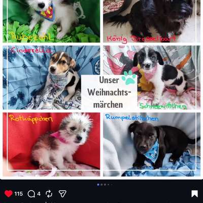 TierschutzhundeStammtisch🐕-Beitrag-Bild
