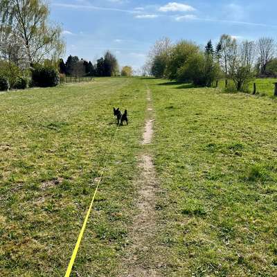 TierschutzhundeStammtisch🐕-Beitrag-Bild