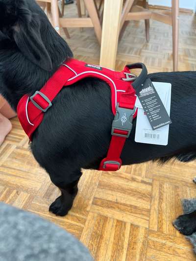 Wie sitzt mein Geschirr?-Beitrag-Bild