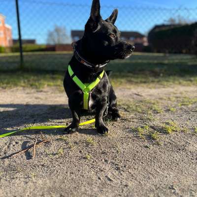 Welches Auto mit welchem Hund-Beitrag-Bild