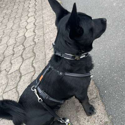 TierschutzhundeStammtisch🐕-Beitrag-Bild