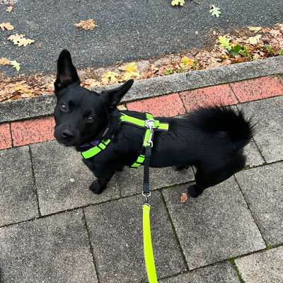 Wie sitzt mein Geschirr?-Beitrag-Bild