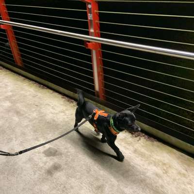 TierschutzhundeStammtisch🐕-Beitrag-Bild