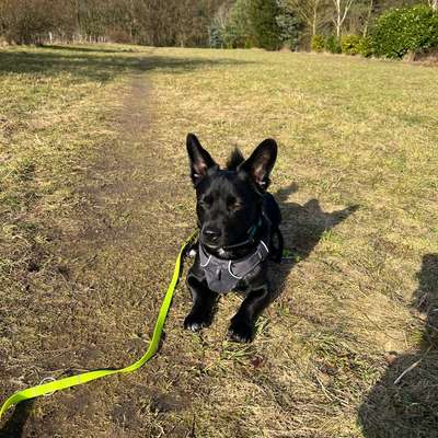 TierschutzhundeStammtisch🐕-Beitrag-Bild