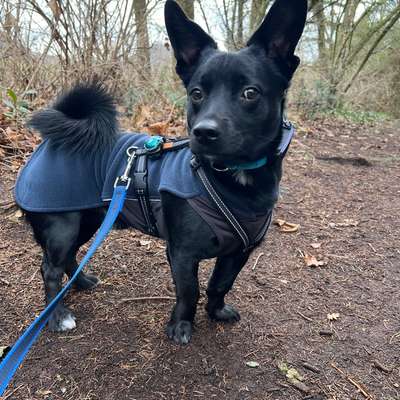 TierschutzhundeStammtisch🐕-Beitrag-Bild