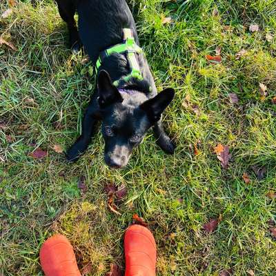 Chihuahua Mädchen frisst nur abends-Beitrag-Bild