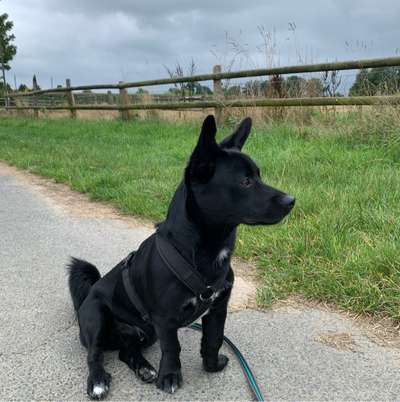 Hundetreffen-Treffen auf dem Hundespielplatz Harsefeld-Bild