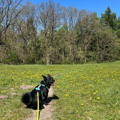 TierschutzhundeStammtisch🐕-Beitrag-Bild