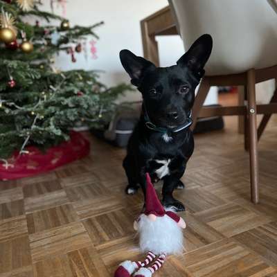 TierschutzhundeStammtisch🐕-Beitrag-Bild