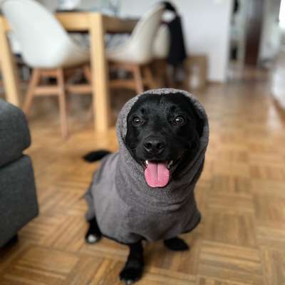 TierschutzhundeStammtisch🐕-Beitrag-Bild