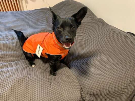 TierschutzhundeStammtisch🐕-Beitrag-Bild