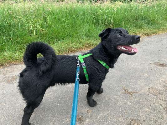 Wie sitzt mein Geschirr?-Beitrag-Bild